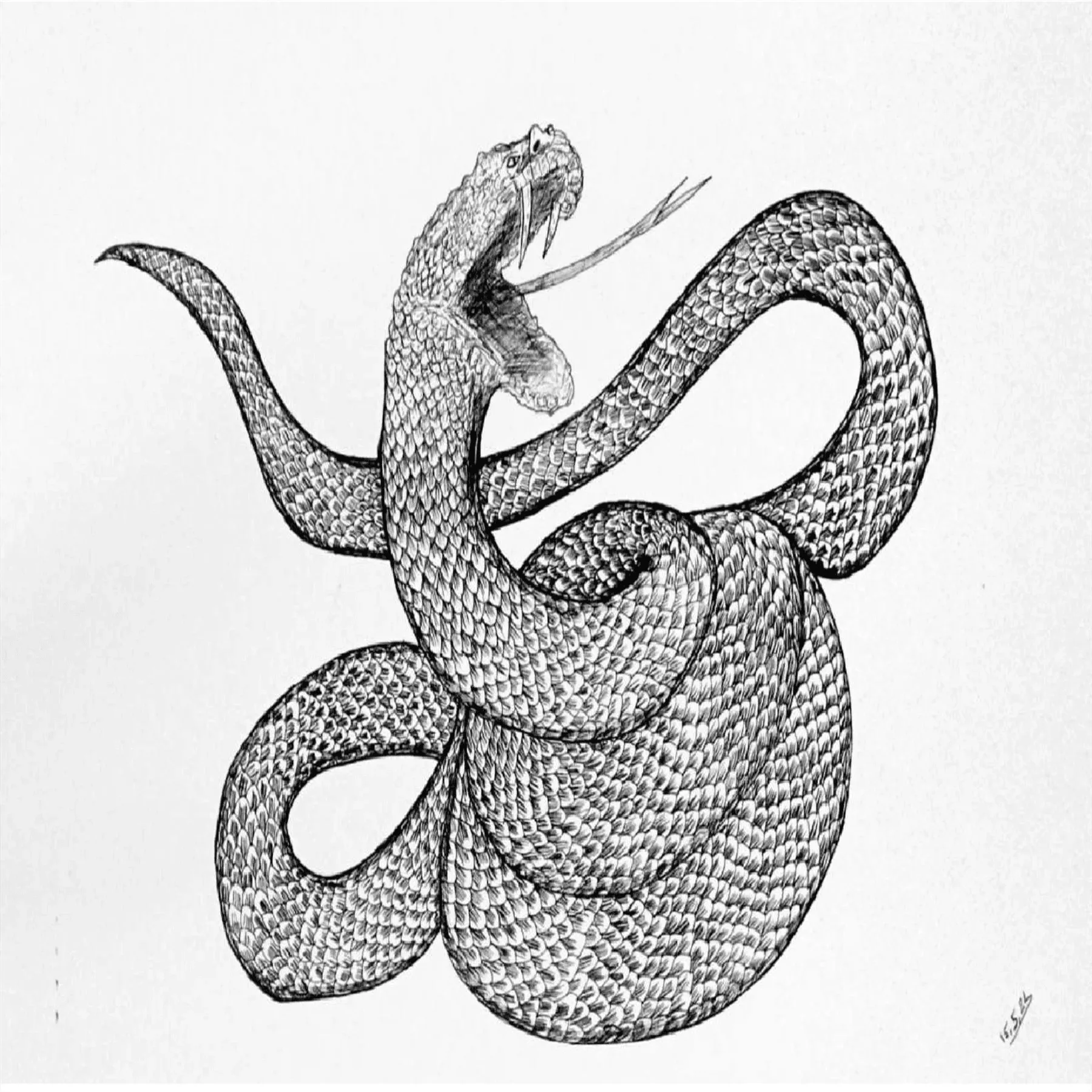 Snake