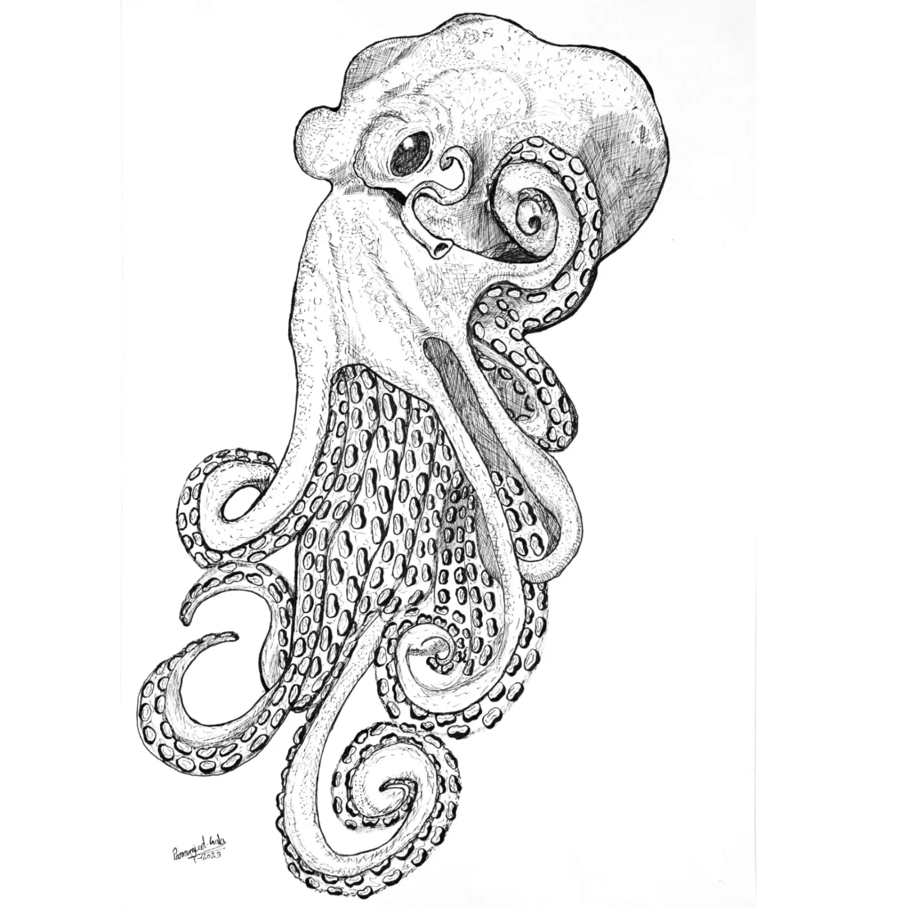 Octopus